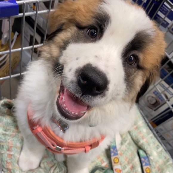 Meet your Posher, Maranda - Picture 5 of 5